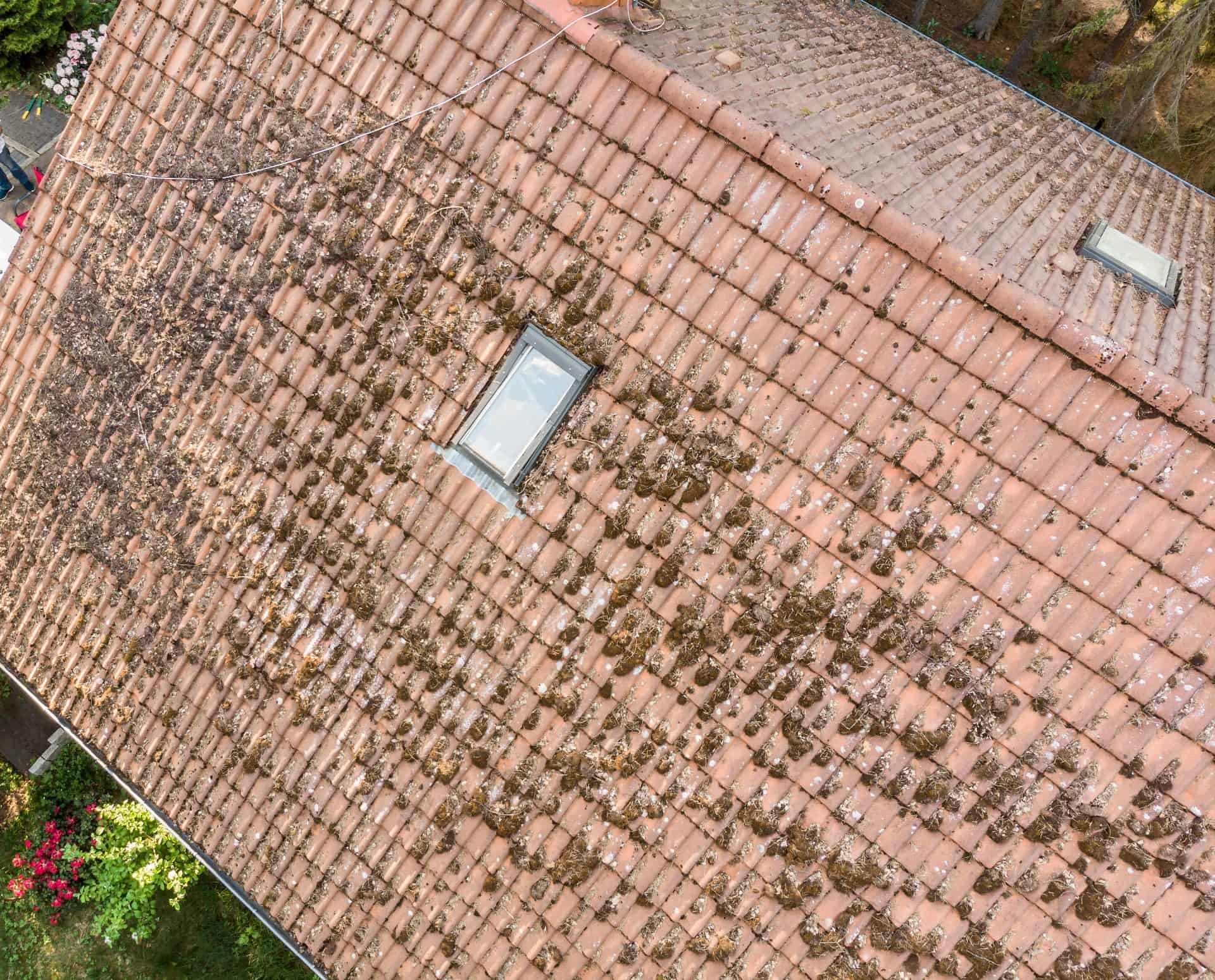 Moss and Fungus on Shingles on Roof